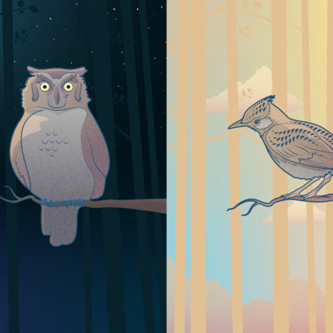 visual representing the 2 main chronotypes - owl and lark
